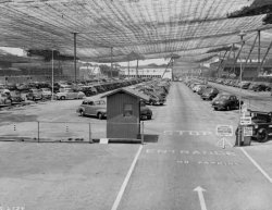 Another pic of the tarp. During World War II the Army Corps of Engineers needed to hide the Lockheed Burbank Aircraft Plant to protect it from Japanese air attack. They covered it with camouflage netting to make it look like a rural subdivision from the air.

Before being hidden beneath tarp
Cars hidden below tarp
Hidden from above