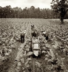 July 1939. Shoofly, North Carolina. "Tobacco field in early morning where white sharecropper and wage laborer are priming tobacco." View full size.  Medium format nitrate negative by Dorothea Lange for the Farm Security Administration.