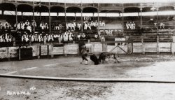 Bull fight in Panama, 1930. Taken by my great-great uncle George Geyer when he was stationed in the Navy aboard the USS Colorado. View full size.
(ShorpyBlog, Member Gallery)