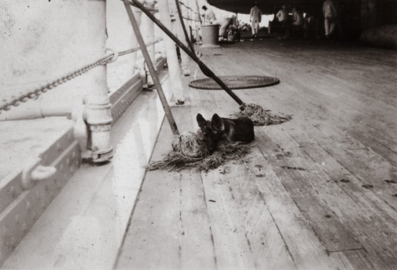 A lazy German shepherd aboard the USS Colorado, 1929. View full size.
