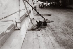 A lazy German shepherd aboard the USS Colorado, 1929. View full size.
(ShorpyBlog, Member Gallery)