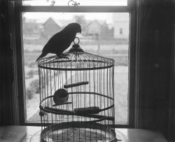 The original envelope is labeled: "Jacko, Fancy Parrot, May 24, 1903." Scanned from the original 4x5 inch glass negative.