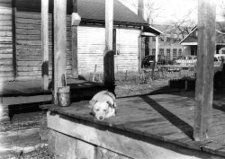 This is "Poochie," the most beloved dog of my childhood. This was my grandmother's dog in Nashville, TN. In the background is May's Hosiery Mill, which a lot of my family worked at. It was on Chestnut Street and this is Martin Street looking toward Chestnut. View full size.