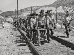 March 1943. "Cajon, California. Indian section gang working on the Atchison, Topeka and Santa Fe Railroad track." Photo by Jack Delano, Office of War Information. View full size.
Pursed lipsProve that rail is definitely heavy.
How many do they need?Good a guess as any: the 39-foot rail weighs 112 pounds per yard, so say 1,500 pounds total with the tongs. What do they have, 16 guys carrying it? But no doubt they try to manage with fewer, now and then anyway.
What tribe? Which rail location?I'm reading Tony and Anne Hillerman novels, set in New Mexico, and each tribe can instantly recognize another's heritage, Navajo or Hopi or Pueblo, etc. What tribe might these be, and what part of the country? 
[Read. The. Caption. - Dave]
[I. Did. Dave.] What tribe was my wondering.
Somethings not rightI agree - it looks staged for the photo.  The front group of men are taking a step while the rear group don't even appear to have their end of the rail off the ground yet (or just barely).  Facial expressions on the lead men looks like they're just about to break out laughing.  
I don&#039;t like the look of that supervisorHe's wearing what my generation knew as a drill-sergeant's hat. An appropriate association, because railroad section gangs, typically minorities or immigrants, and sometimes convicts, were subject to harsh discipline.
Section gangs were also called 'gandy dancers', the 'gandy' being a five-foot iron lever used to align track as the crew moved forward. All the gangs used chants or songs to coordinate movement. But the term 'gandy dancers' has become specifically associated with southern Black crews whose moves achieved balletic coordination. The original of folklore legend John Henry may have been a gandy dancer.
Heavy!That section of rail probably weighed about 68 pounds per foot.  No wonder it took a lot of men to  carry it.
Straining or laughing?I see some guys trying not to laugh while they are participating in a staged shot.
[This is not in any way "staged." - Dave]
@louJudsonYou'll learn not to ask questions, lest you run afoul of Mr. Pedantic.
The real &quot;Gandy&quot;There was a famous shovel manufacturer, The Gandy Company. Hence, the Gandy dancer track worker waltzing with his shovel all day.
Their catalog contained many two-hand tools designed for railroad trackwork.
On the ground, we see two such items: a large track bolt wrench and a spike puller. To the men doing the work, the spike puller was known as a "Roadmaster." One can only speculate if that was because the track foreman's boss, the Roadmaster, was only able to perform one job (i.e. harassing the track foreman) or because it was such an unbalanced tool (i.e. like the roadmaster's mental state) 
The men doing the lifting or the curve-worn section of rail (notice the worn away head on the left side of the rail) are using rail tongs, possibly a Gandy product but just as likely to be from Buda, Fairmont or a dozen other makers.  
No Mel Brooks fans?!?I came here to see the Blazing Saddles quotes!
Cheap laborThey could have used a four hunnert dollar handcart to roll those rails down the line.
What Tribe?  Huh?The principal AT&amp;SF RR ran from Los Angeles to Chicago, with many branches.  Just because the workers are photographed near Cajon doesn't mean they lived in the area.  They could have come from anywhere in the country.  Just for reference, the following tribal nations reside in San Diego County: Kumeyaay, Luiseno, Cupeno, and Cahuilla.
Not Too Long a Long WalkThe laborers are not carrying that rail any great distance.  Based on the presence of a spike puller and track wrenches laying just to the left, repairs are underway in the immediate area.  The worker on the right is carrying a spike maul and so is probably not the foreman - I'd guess it is the man with the white hat to the rear.
How do you stop slackers?One wonders how the foremen detected and dealt with the slacker(s) who would do a little less lifting than his comrades.   
Working all the live long dayLaying track to Rock Ridge and keeping rhythm to a Cole Porter work song. 
The theme song"On the Atchison, Topeka and the Santa Fe" was written by Harry Warren and Johnny Mercer.
(The Gallery, Jack Delano, Native Americans, Railroads)