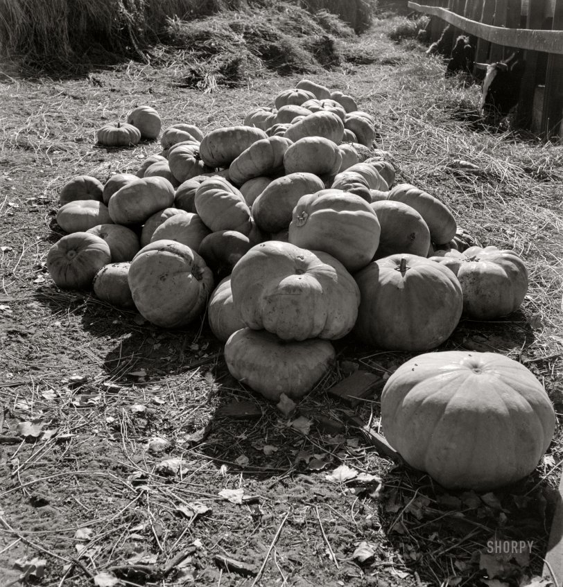 November 1938. "San Joaquin County, Calif. Pumpkins in barnyard to feed cows of rehabil&shy;itation client." Photo by Dorothea Lange for the Farm Security Administration. View full size.

&nbsp; &nbsp; &nbsp; &nbsp; The Dimotakis family farm in Manteca, California, was virtually self-sufficient and grew a variety of fruits: figs, apricots, peaches, loquats, dates, oranges, lemons, limes, mulberries, melons and grapes; vegetables and nuts: peas, beans, zucchini, avocados, olives, pecans, walnuts, almonds. It also included a functioning olive oil plant, dairy and aviary, and livestock, and there was an outdoor wood-burning oven for bread baking; and they kept bees for gathering honey. Most weekends there was a social gathering around food and drink that often included a goat or lamb rotating on a spit. (Source: Cathy Rundell, 2010, descendant of the Dimotakis family, owners of the farm in 1938.)