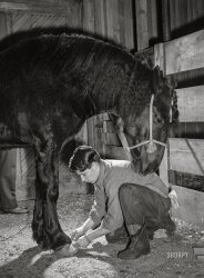 February 1943. "Farm short course at the University of Wisconsin in Madison. Jack McGraw of Ladysmith polishing hooves of the horse he is entering in the livestock show at the Wisconsin 'Little International'." Photo by Jack Delano for the Office of War Information. View full size.