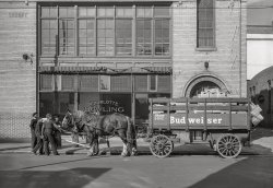 March 1943. "Charlotte, North Carolina. Beer wagon." At the Charlotte Bowling Center on West First Street. Acetate negative by John Vachon for the Office of War Information. View full size.
Tall tales (or just long tails?)One of the more spirited ongoing debates here on Shorpy centers on the question "when did horse drawn vehicles disappear from the streets?" The 1920's and '30s are popular choices - smart money has learned to opine "not yet" - but here we seem to have proof positive that - in Charlotte, at least - the proper answer is "no earlier than 1943."  But is this pic what it appears?  Might this be an example of Anheuser-Busch's promotional tactics (see below)

Perhaps; but a number of observations suggest it is not (1) I'm not sure these are the trademark Clydesdales (tho my horse sense, figurative and literal, is limited)  (2) whatever breed, the telltale docking of tails is absent (3) there's a phone number on the wagon, which is a bit of localization that seems out of place on a promotional tour.  All these doubts!  Maybe it's just best to pull up and have a beer.
Horse PowerI was born in 1940 in suburban St. Louis. I remember during the war, horse wagons making deliveries for Pevely Dairy to our house. There was a big facility in Webster Grove where they were kept.
Either way, I&#039;m impressedI like the long shadows in John Vachon's shot, indicating this is an early morning delivery.  But is it coincidence that the horse's horses' shadow provides a dark canvas where most of the word Center is reflected off the glass and displayed between the horse's horses' legs?

Milk Wagon Horses in the 1950sThe Meadow Gold Dairy used horses to deliver milk to homes in Topeka, Kansas well into the 1950s.  I don't remember the details, but they had to switch to trucks after a fire.  The horses knew what they were doing and knew when to stop to allow the driver to take milk, etc., up to customers' doors.  As a child I lived about two miles from the Meadow Gold plant.  We could hear a steam whistle they blew every day at noon.
No ClydesdalesThis is a "real life" dray horse, not a marketing gimmick.
[Two drays! - Dave]
Are those the fulls or the empties?Kind of hoping for the best with those cases on the tailgate of the wagon.
Also, is that one nag or two? Look closely. An intriguing photo.
[Dos Equines. - Dave]
Horse-drawn in the 1960sAbbotts Dairies in South Philadelphia stopped using horses to pull milk trucks in 1961.  Rubber horseshoes and pneumatic tires were used due to the early hours of operation ... In the fall of 1964 when I started at St. Thomas More High School in West Philadelphia, there was still a livery stable across 47th Street where grocery hucksters etc. could rent a horse and wagon. They had metal tires on the wheels.
(The Gallery, Horses, John Vachon, Kids)