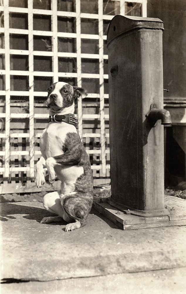 Mike the Ex-Junk Yard Dog: 1930 | Shorpy Old Photos | Framed Prints