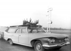 Found another stack of vacation pics being thrown out. This is on Prince Edward Island at the Dutch Motel (according to the writing on the back). Not sure if this was a local hunter's trophy, or our vacationers were trying to bring these back as a prize to bring back home. View full size.
(ShorpyBlog, Member Gallery)