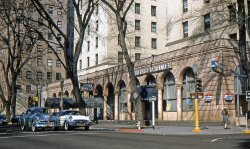 The Hotel Senator, at 12th and L in Sacramento, circa 1955. Just by chance, this picture includes a well dressed young woman wearing a genuine fur stole.  Those things were made of the pelts of several little animals stitched together. They were taxidermied and had beady little eyes.  One of them had an alligator clip type mouth so that the stole could be fastened around the shoulders. View full size.
Flashback to 12th &amp; L streetsHaving been born that same year, 1955, in Sacramento, I can't say I recall L Street set up with one-way traffic running east. I can only recall L running west one way. I don't recall when that changed...it must have been the early 1960s. Much of this scene remains the same, although the yellow traffic light standard and woman in the mink stole are long gone. The hotel became an office building at least 20 years ago. 
My late dad ran the nearby 926 J Street office building -- then known as the California-Western States Life tower, all 14 stories of it! 926 J has since turned into a posh hotel! Dad would not be able to believe that shift were he still around...
(ShorpyBlog, Member Gallery)